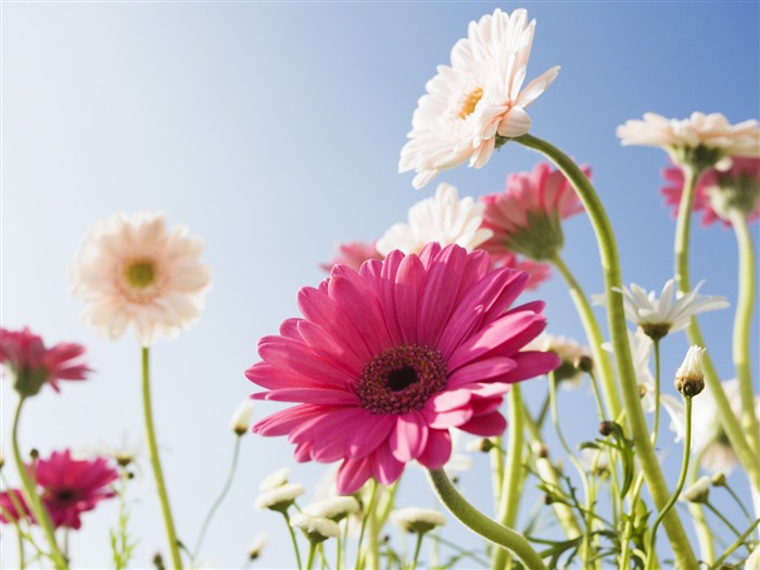 Under clear sky flowers #19