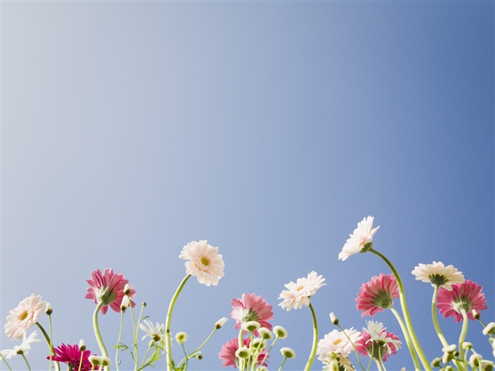 Under clear sky flowers #20