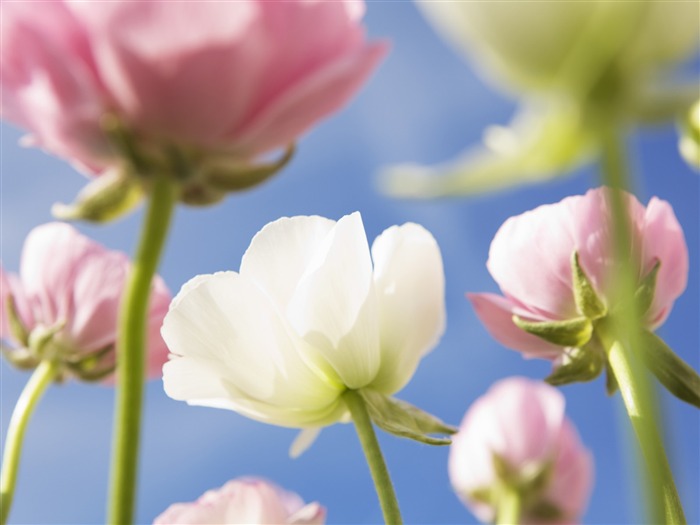 Under clear sky flowers #24