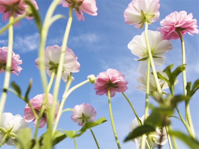 En vertu de fleurs ciel clair #25