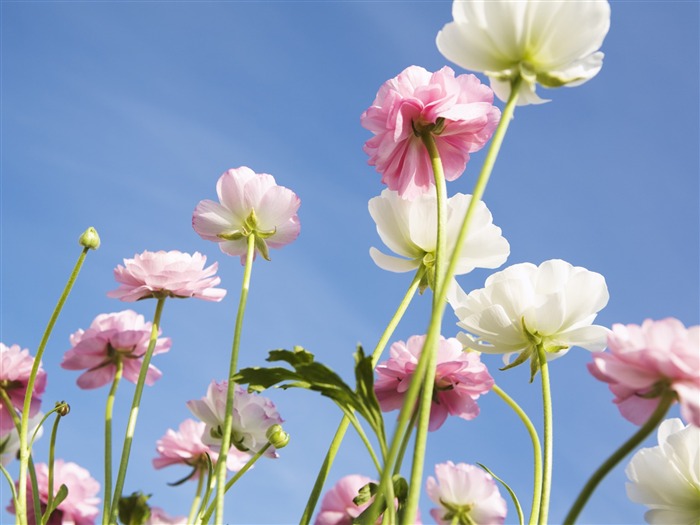 Under clear sky flowers #26