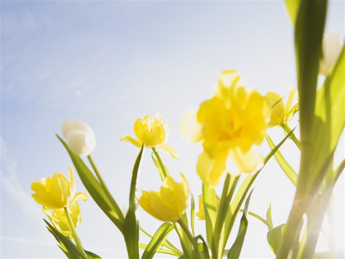 Under clear sky flowers #27