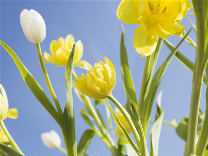 Under clear sky flowers #28