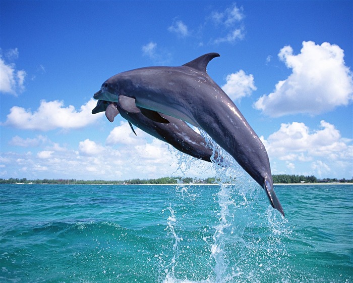 Dolphin Photo Wallpaper #1