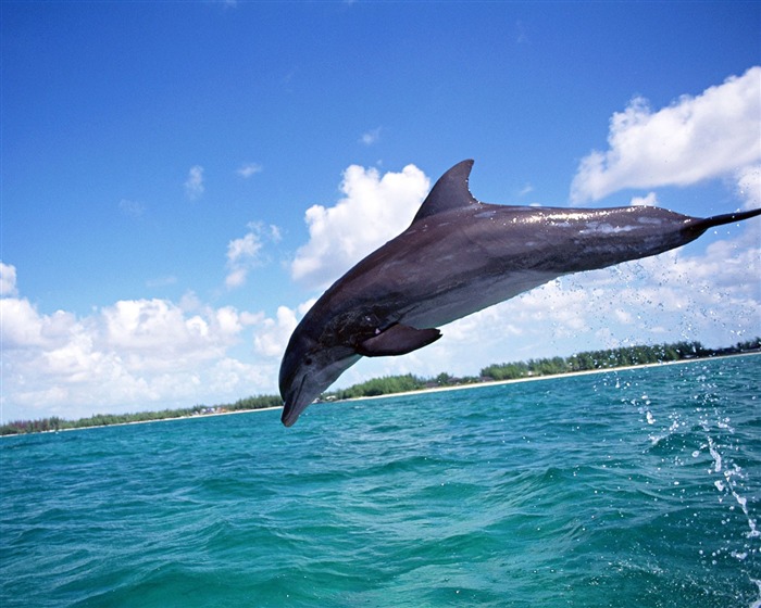 Dolphin Photo Wallpaper #15