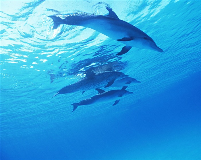 Fondo de pantalla de fotos de delfines #24