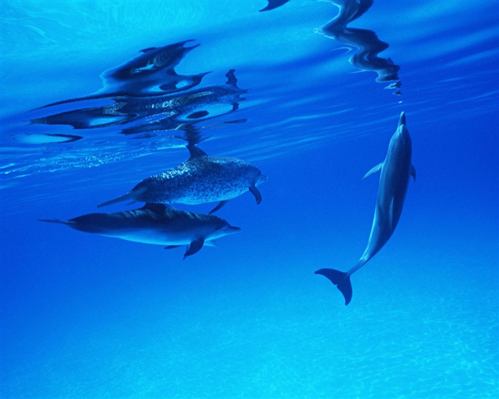 Fondo de pantalla de fotos de delfines #25