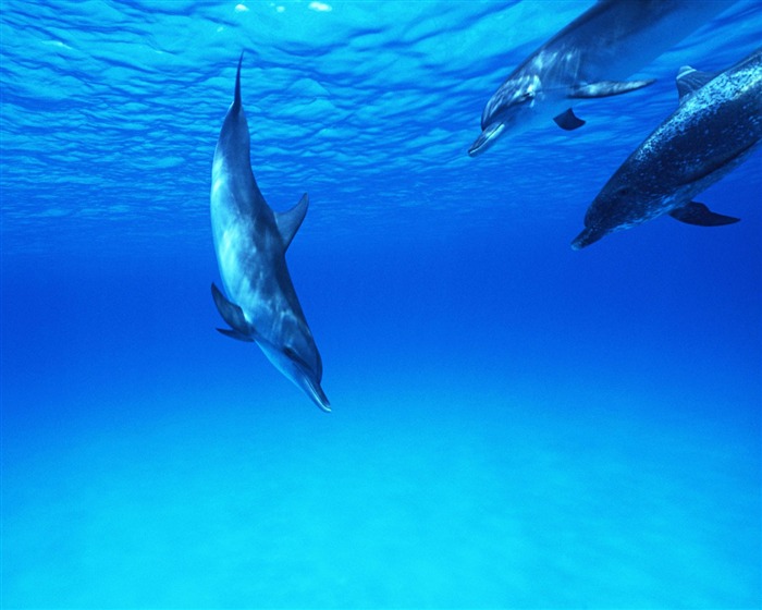 Fondo de pantalla de fotos de delfines #29