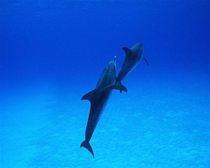 Fondo de pantalla de fotos de delfines #30