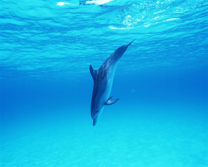 Dolphin Photo Wallpaper #32