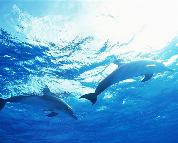 Fondo de pantalla de fotos de delfines #35