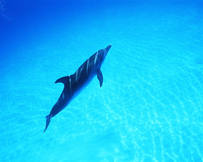 Fondo de pantalla de fotos de delfines #38