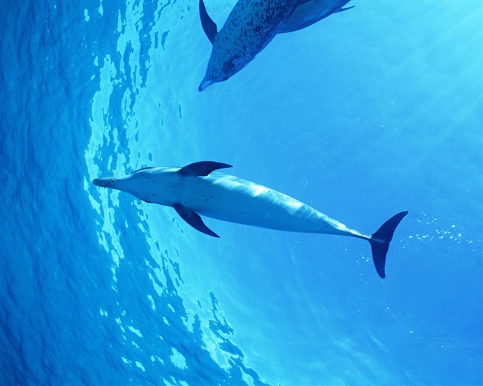 Fondo de pantalla de fotos de delfines #40