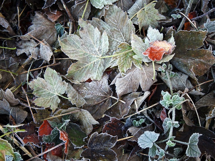 Fondos de pantalla planta de hielo álbum #1