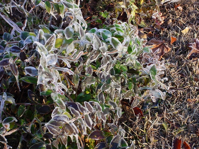 冰雪植物壁紙專輯 #2