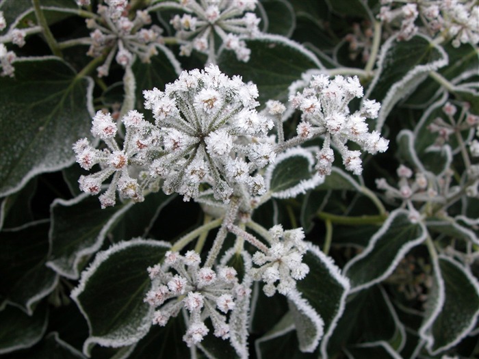 冰雪植物壁纸专辑3