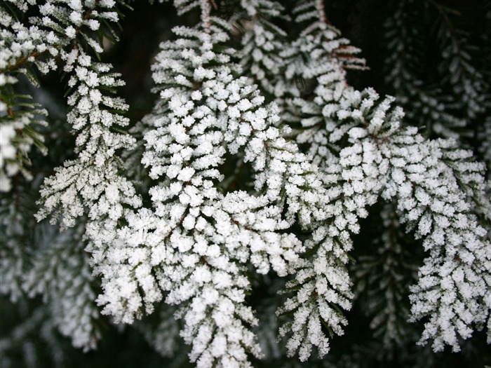冰雪植物壁紙專輯 #9