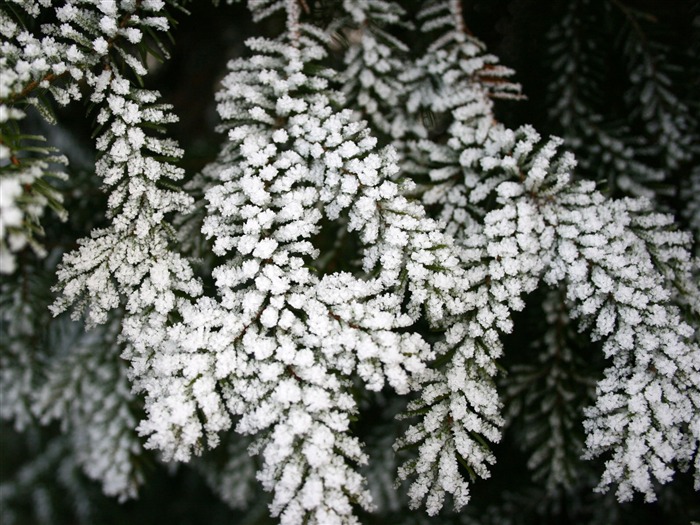 冰雪植物壁纸专辑9