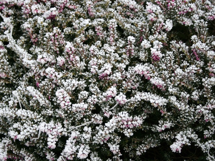 冰雪植物壁紙專輯 #10