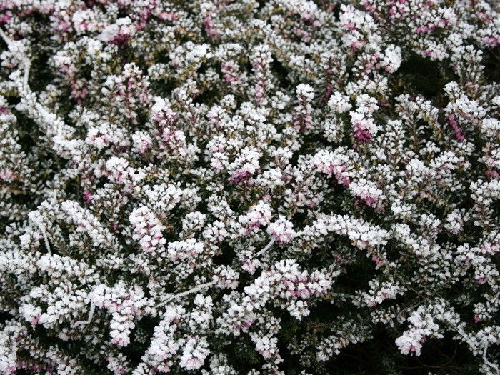 冰雪植物壁纸专辑10