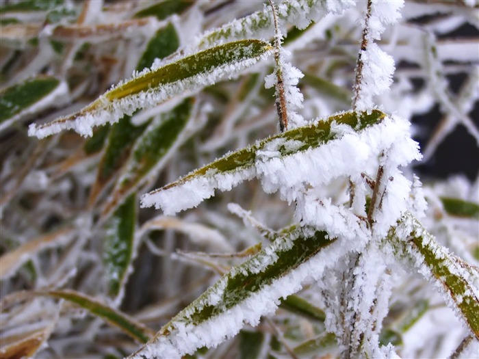 冰雪植物壁紙專輯 #11