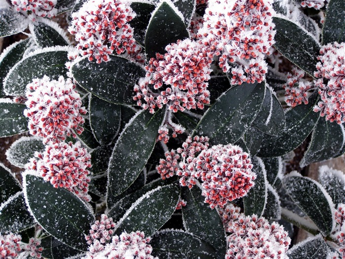 冰雪植物壁紙專輯 #12