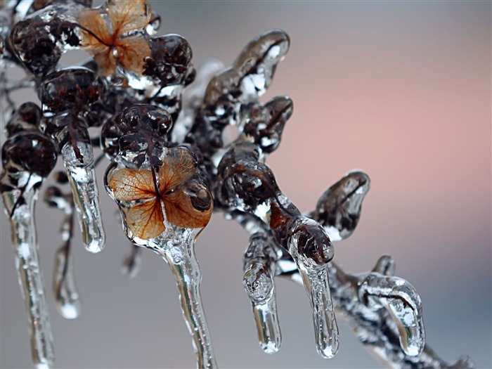 Fondos de pantalla planta de hielo álbum #16