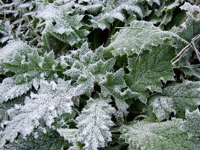 Fondos de pantalla planta de hielo álbum #19