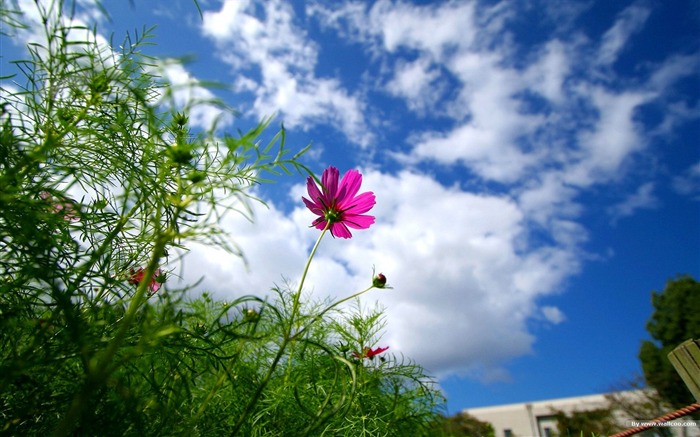 Autumn cosmos wallpaper #12