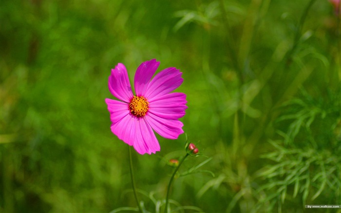 Autumn cosmos wallpaper #13