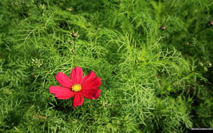 Otoño cosmos fondo de pantalla #16