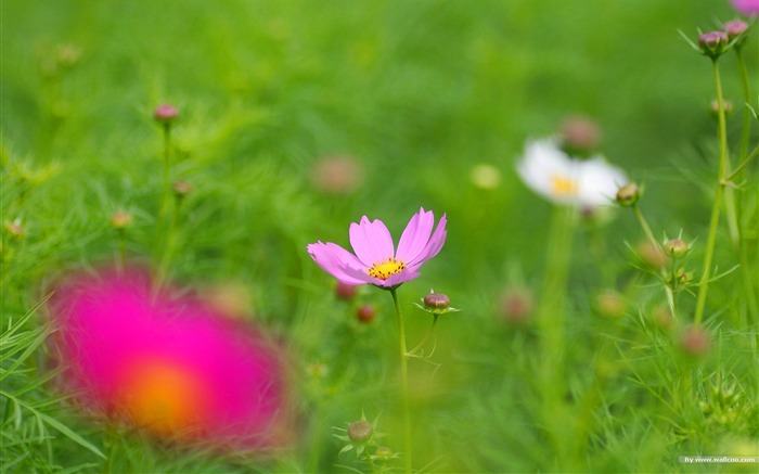 Autumn cosmos wallpaper #19