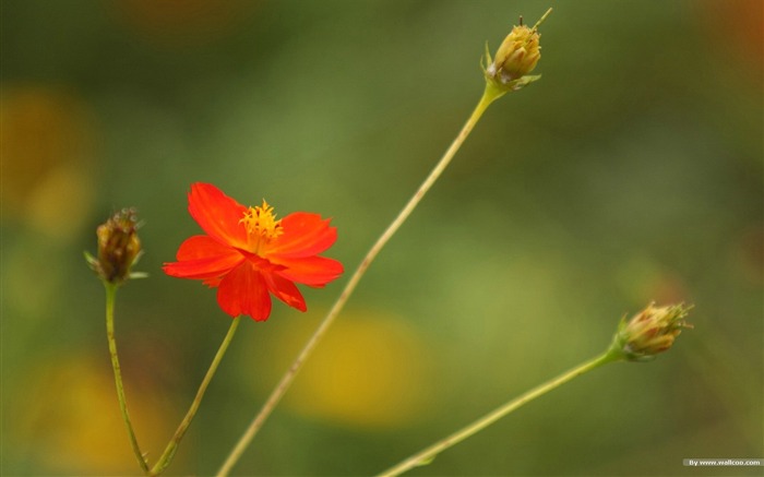 Otoño cosmos fondo de pantalla #23