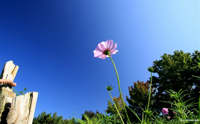 Autumn cosmos wallpaper #30