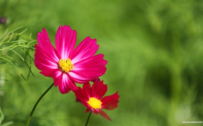 Autumn cosmos wallpaper #35