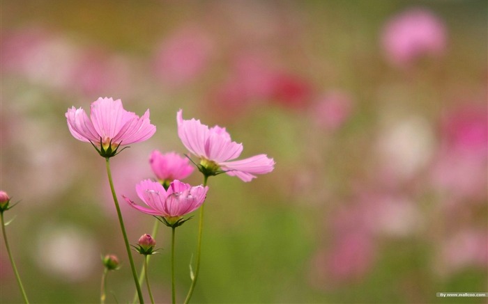 Otoño cosmos fondo de pantalla #37