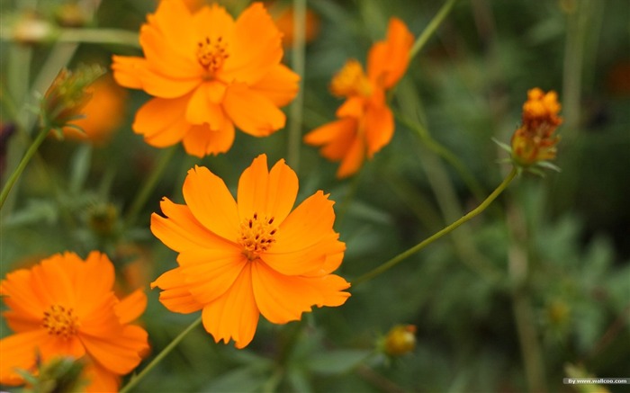 Autumn cosmos wallpaper #40