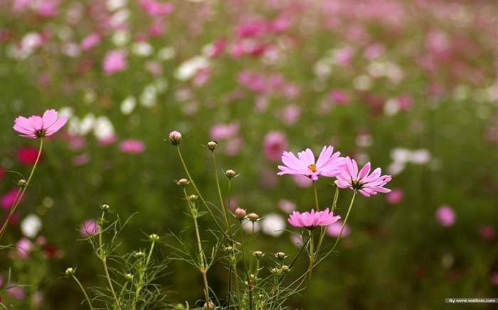 Automne cosmos fond d'écran #41