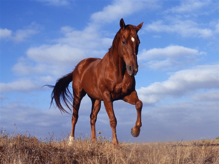 Album Fond d'écran Cheval #1