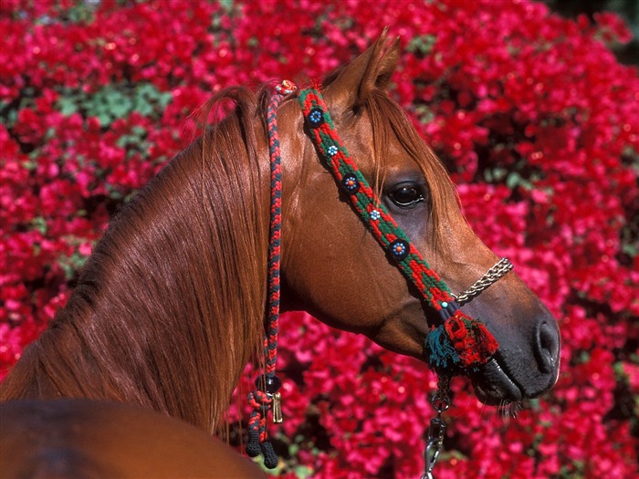 Album Fond d'écran Cheval #3