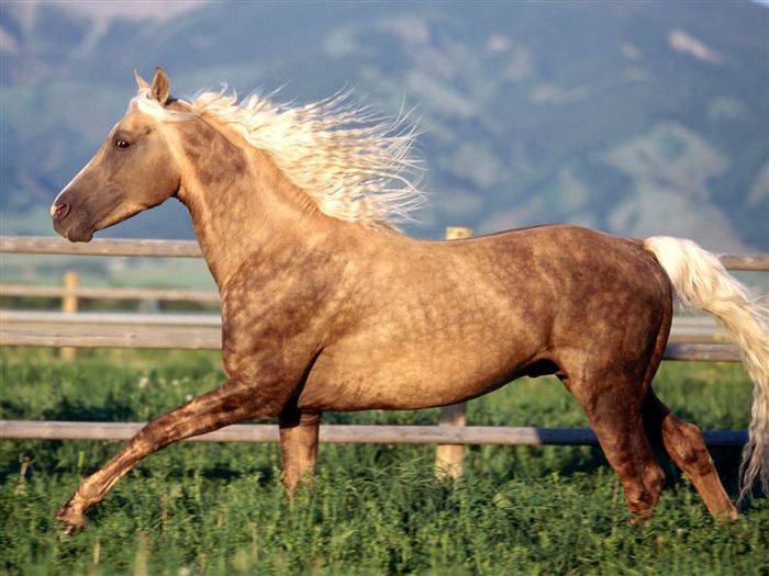 Album Fond d'écran Cheval #6