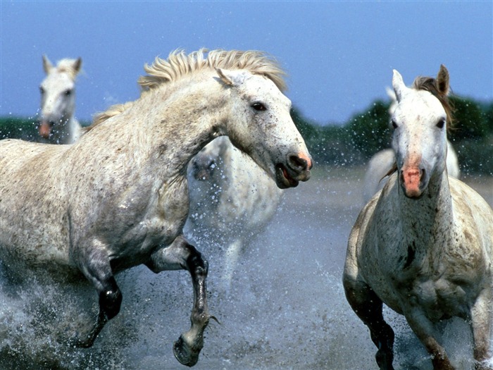 Album Fond d'écran Cheval #7