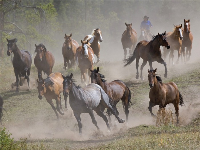 Album Fond d'écran Cheval #8