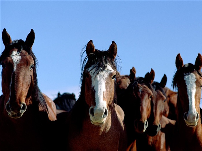 Album Fond d'écran Cheval #10