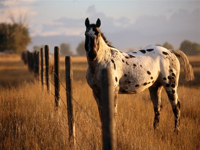 Album Fond d'écran Cheval #12