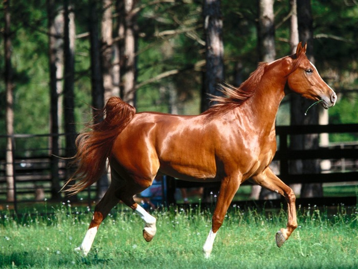 Album Fond d'écran Cheval #13