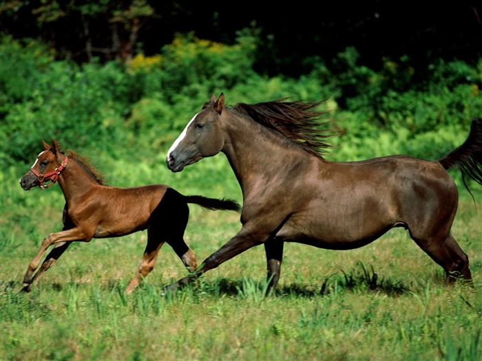 Album Fond d'écran Cheval #17