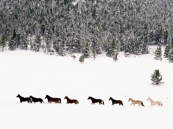 Album Fond d'écran Cheval #19