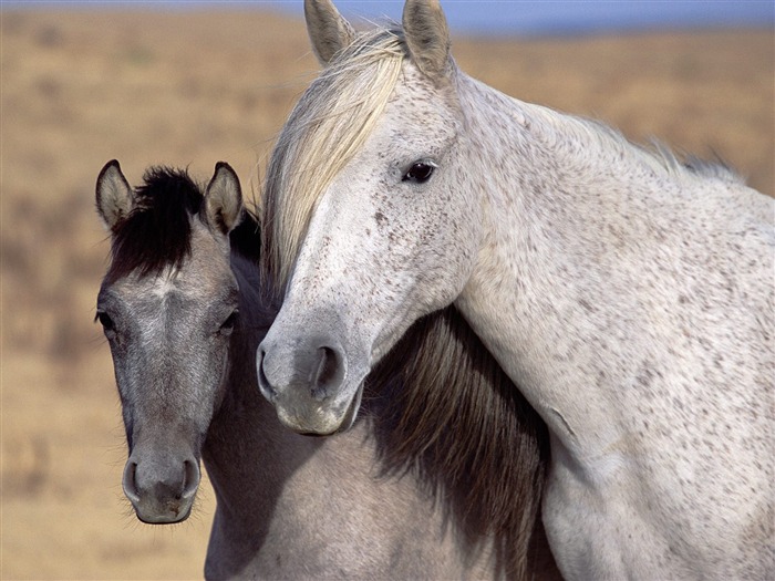 Album Fond d'écran Cheval #20