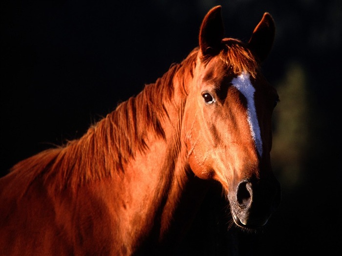 Album Fond d'écran Cheval #21